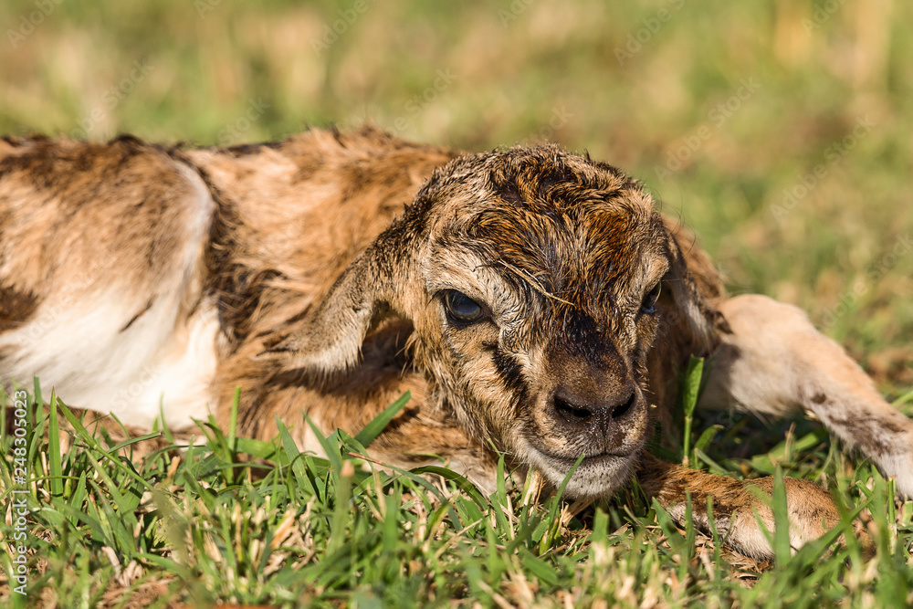 Naklejka premium Neugeborene Thomson Gazelle, Life begins