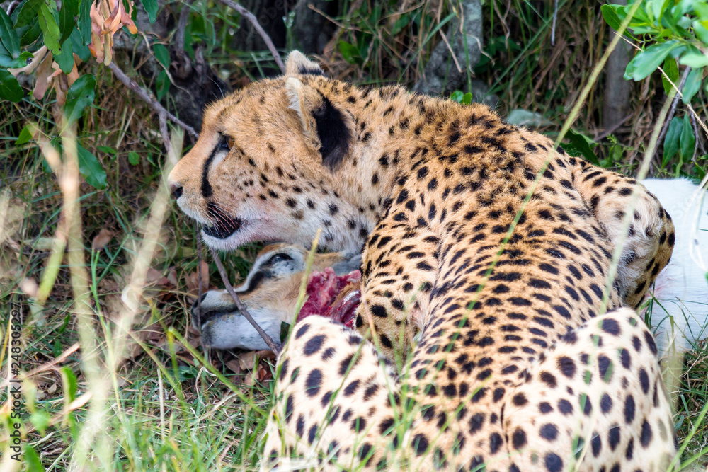 Gepard mit Beute Gepard mit Beute