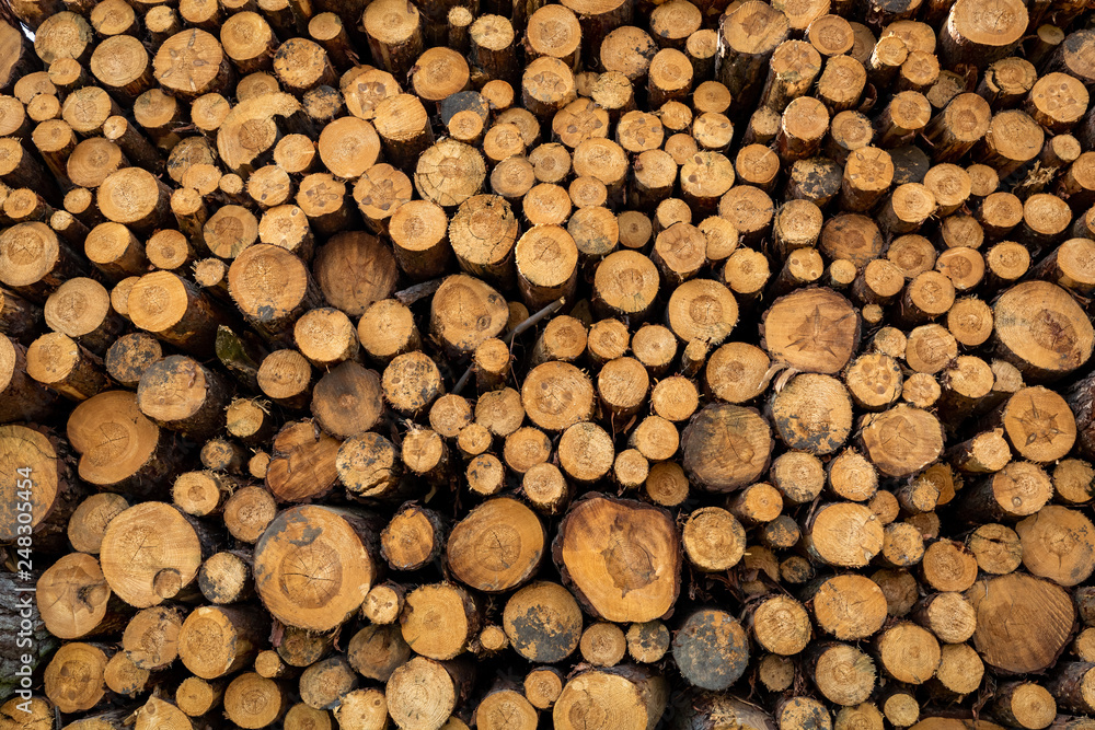Fototapeta premium Large amount of tree felling in spring as background