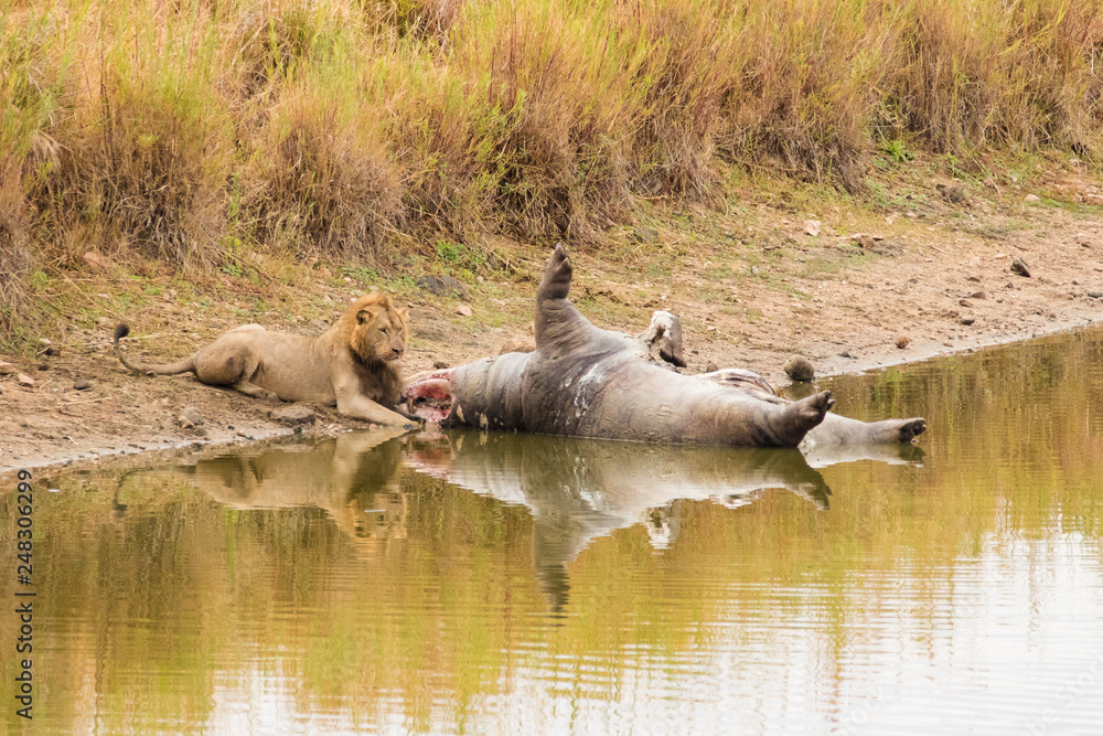 Fototapeta premium Close up image of a big male lion feeding on a dead hippo in a nature reserve in south africa