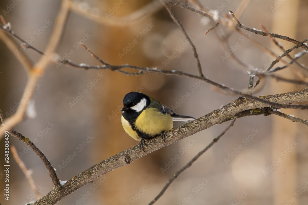 A little bird chickadee/ titmouse A little bird chickadee/ titmouse