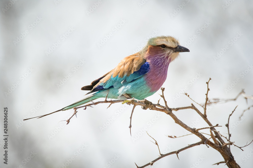 Close up image of a lilac breasted roller bird sitting in a tree in a national park in south africa