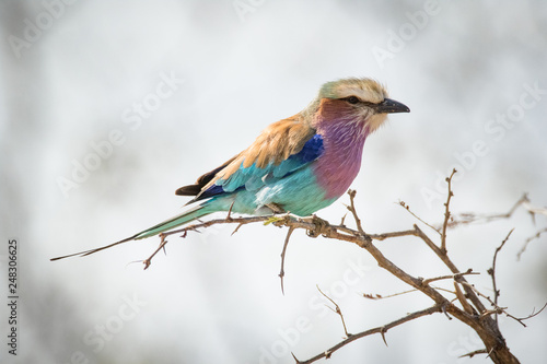 Close up image of a lilac breasted roller bird sitting in a tree in a national park in south africa