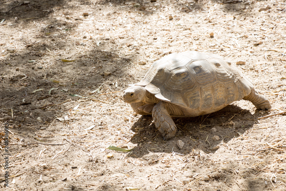 Fototapeta premium tortoise walking on dirt