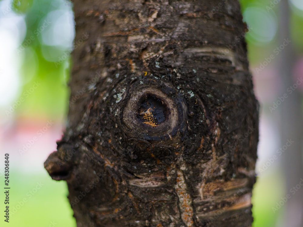 Fototapeta premium Knot on the apple tree