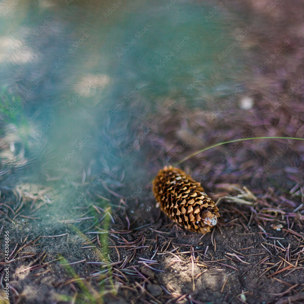 Obraz premium Fir cone on the ground