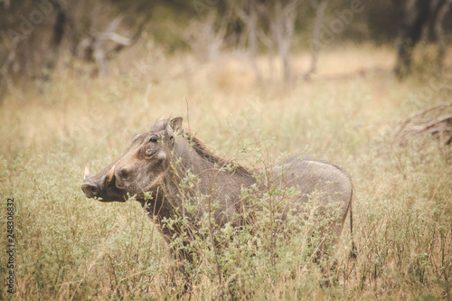 Close up image a warthog in a nature reserve in south africa