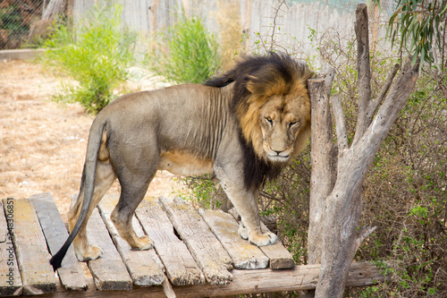 male lion in a zoo