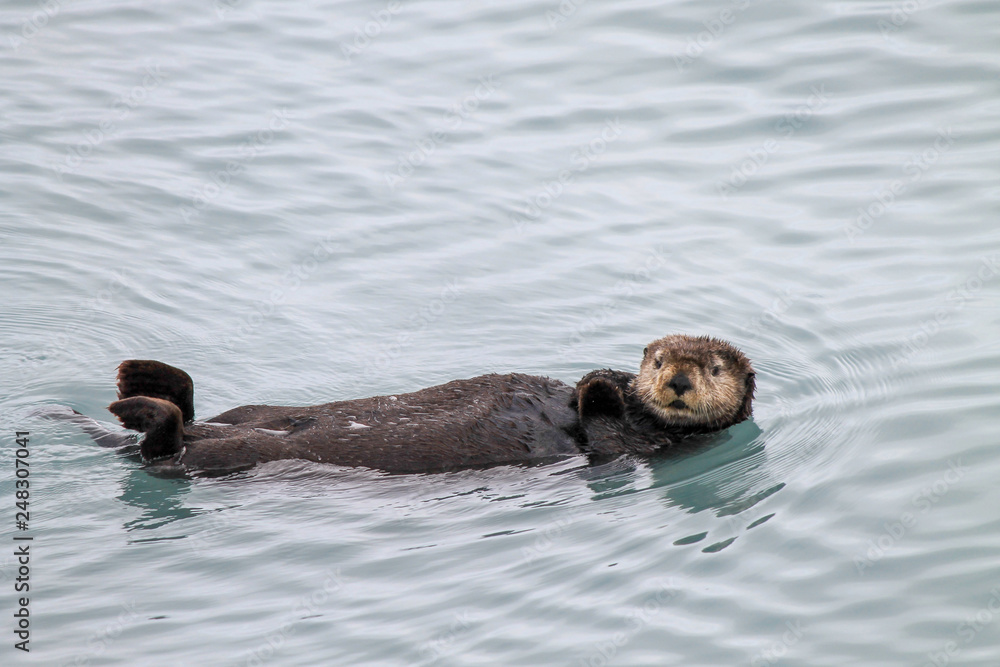 Fototapeta premium Sea otter Alaska
