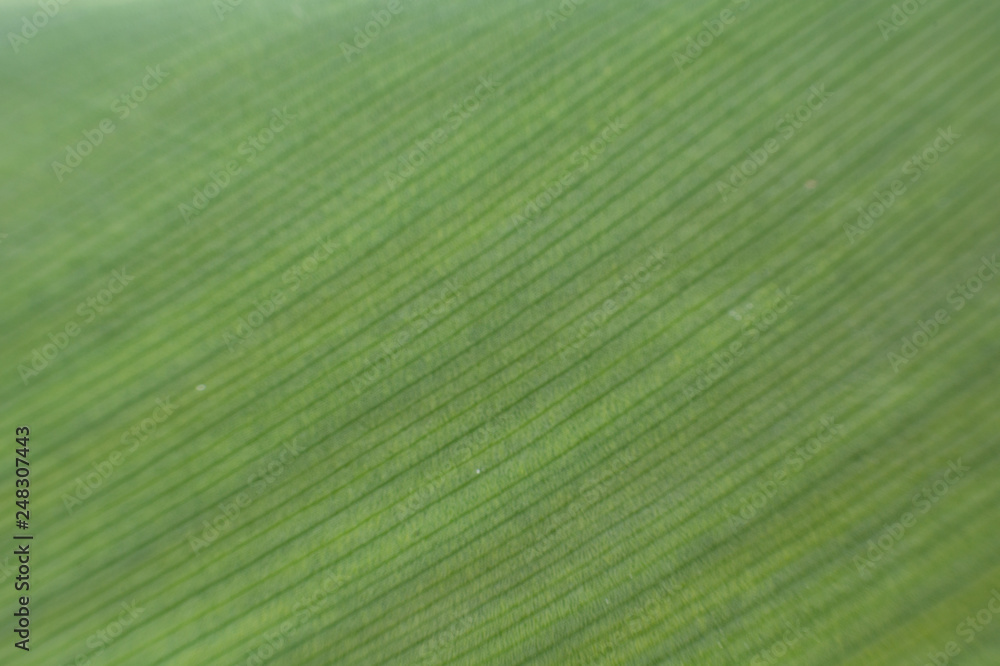 Green leaf background