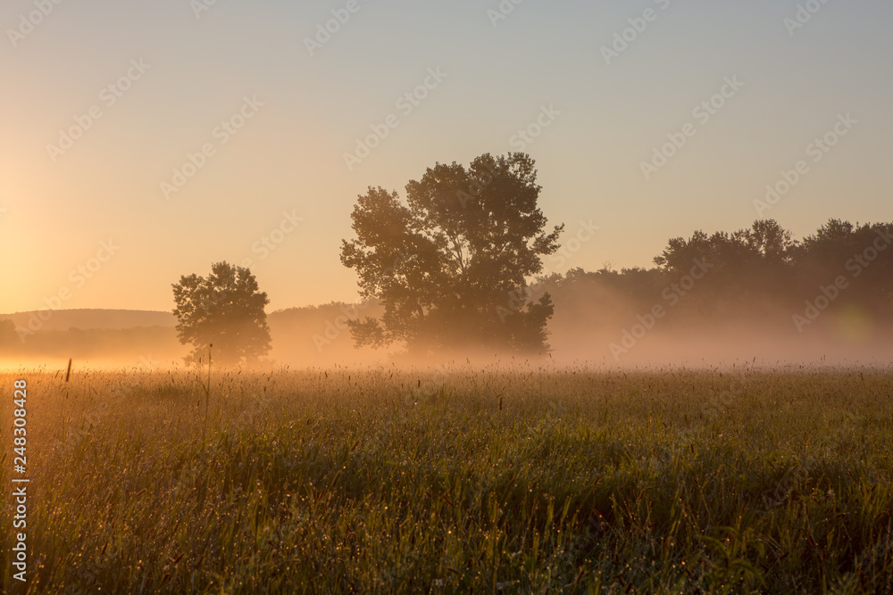 Misty Meadow in New England in the summer