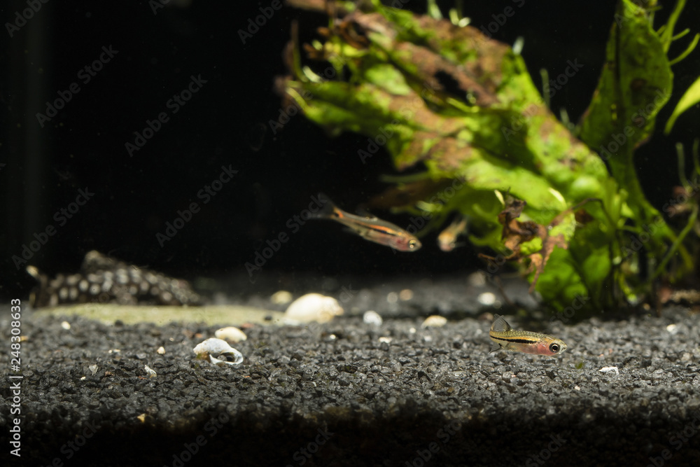 Boraras - small nano fish at bottom in aquarium.