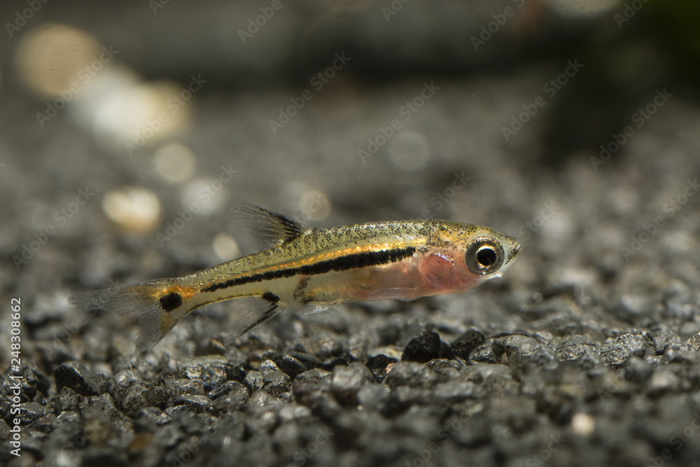 Boraras - small nano fish at bottom in aquarium. Boraras - small nano fish at bottom in aquarium.