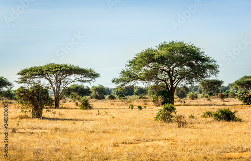 Savannah plains landscape in Kenya