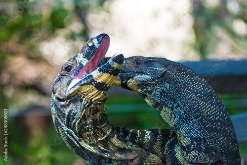 Tableau sur toile Two Lace Goannas, Australian monitor lizards fighting ferociously