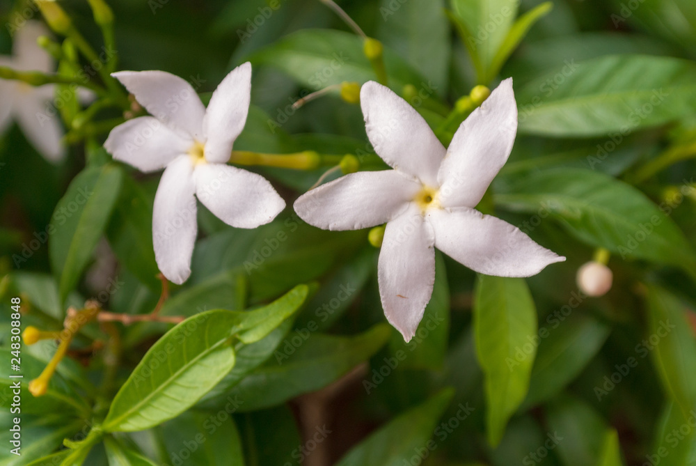white frangipani flower white frangipani flower