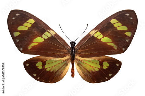 tropical brown butterfly with beautiful green stripes. isolated on white background photo