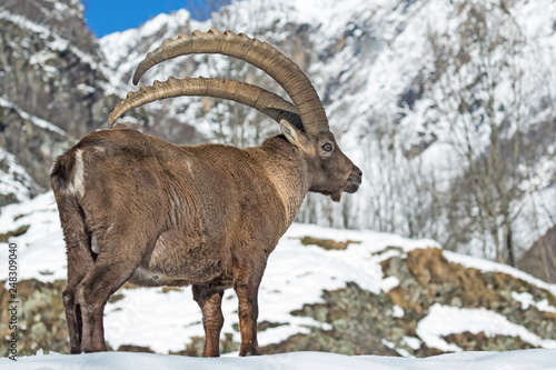 Il re delle Alpi, stambecco di montagna (Capra ibex) © manuel