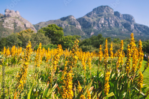 Yellow flowers and beautiful mountains in the background in Kirstenbosch botanical garden in Cape Town