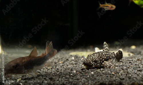 Pterygoplichthys - Spotted carapace on dark stones in aquarium. photo