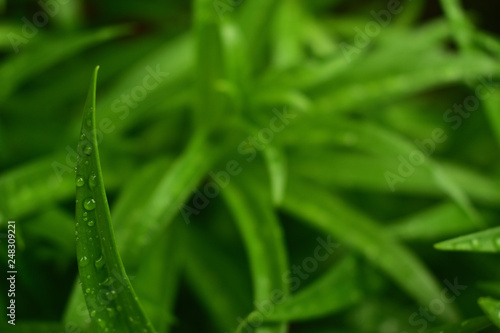dew on green grass