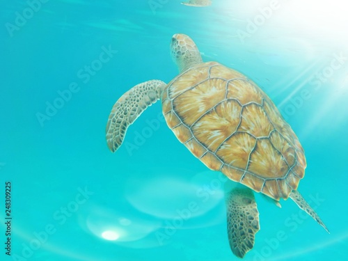 Φωτογραφία Green Turtle