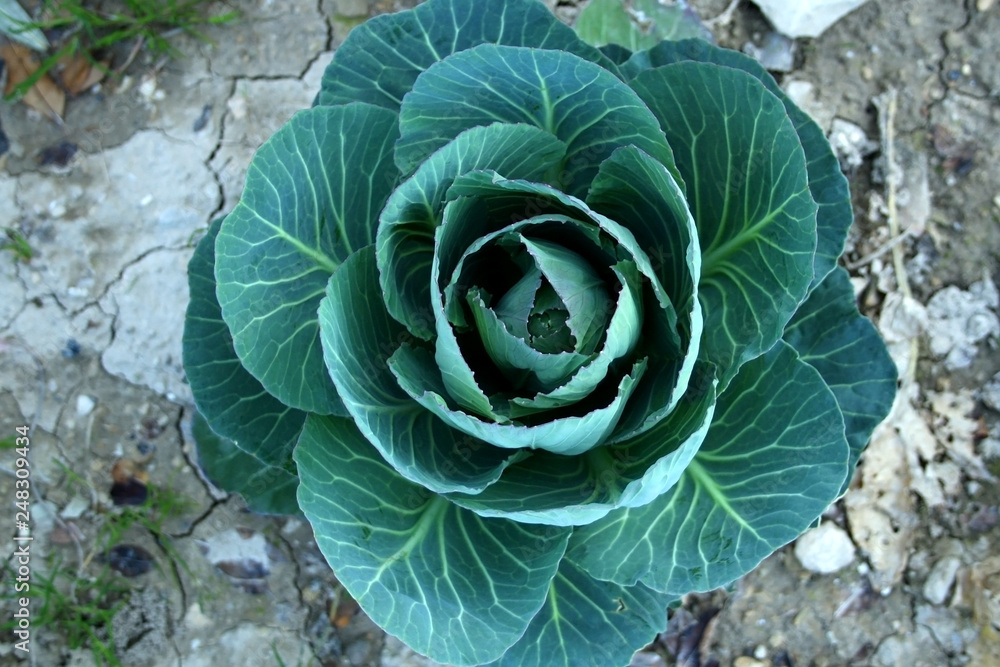 Fototapeta premium Cabbage growing in the garden. Selective focus.