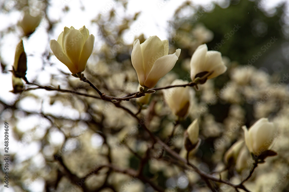 blossoming magnolia flowers and magnolia trees with branches. big flowers with petals close up blossoming magnolia flowers and magnolia trees with branches. big flowers with petals close up