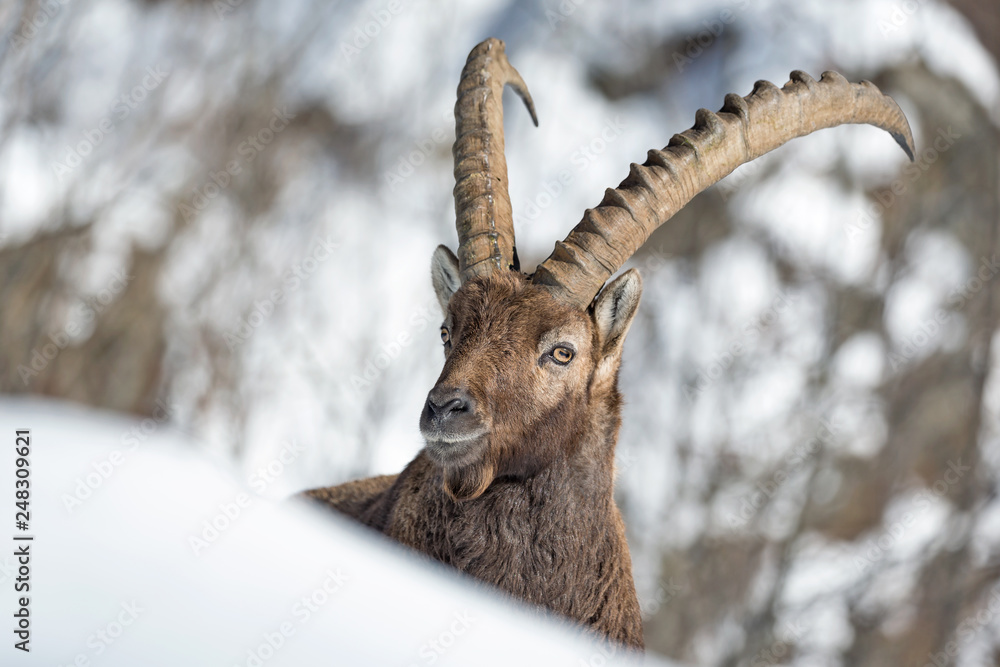Magnifico ritratto di stambecco nella neve (Capra ibex)