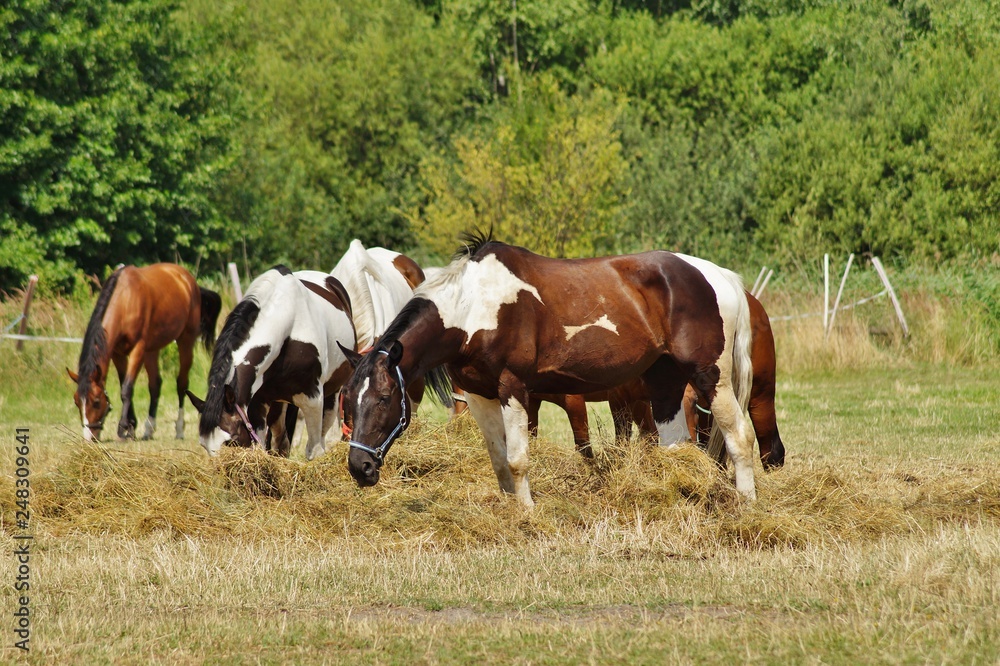 Fototapeta premium Beautiful horses on a farm. Horses in the summer in the meadow