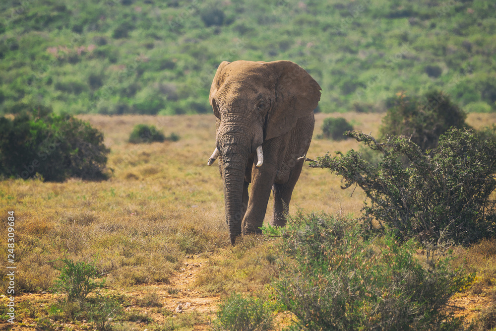 Obraz premium Young African elephant walking in bushes of Addo National Park, South Africa