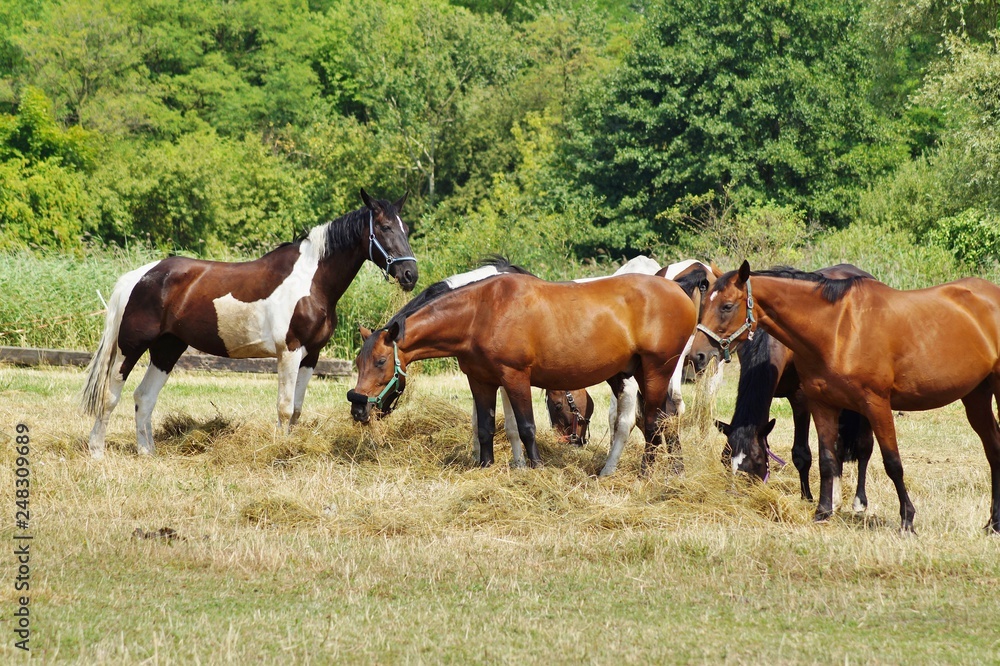 Fototapeta premium Beautiful horses on a farm. Horses in the summer in the meadow