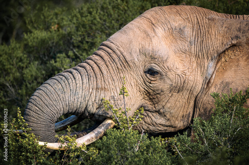 African elephant eating in bushes close up view in Addo National Park, South Africa