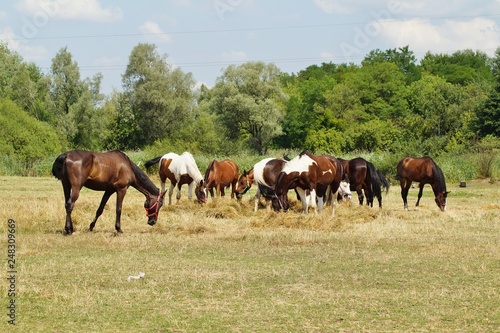Beautiful horses on a farm. Horses in the summer in the meadow