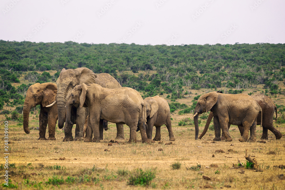 Herd of elephants in Addo National Park, South Africa