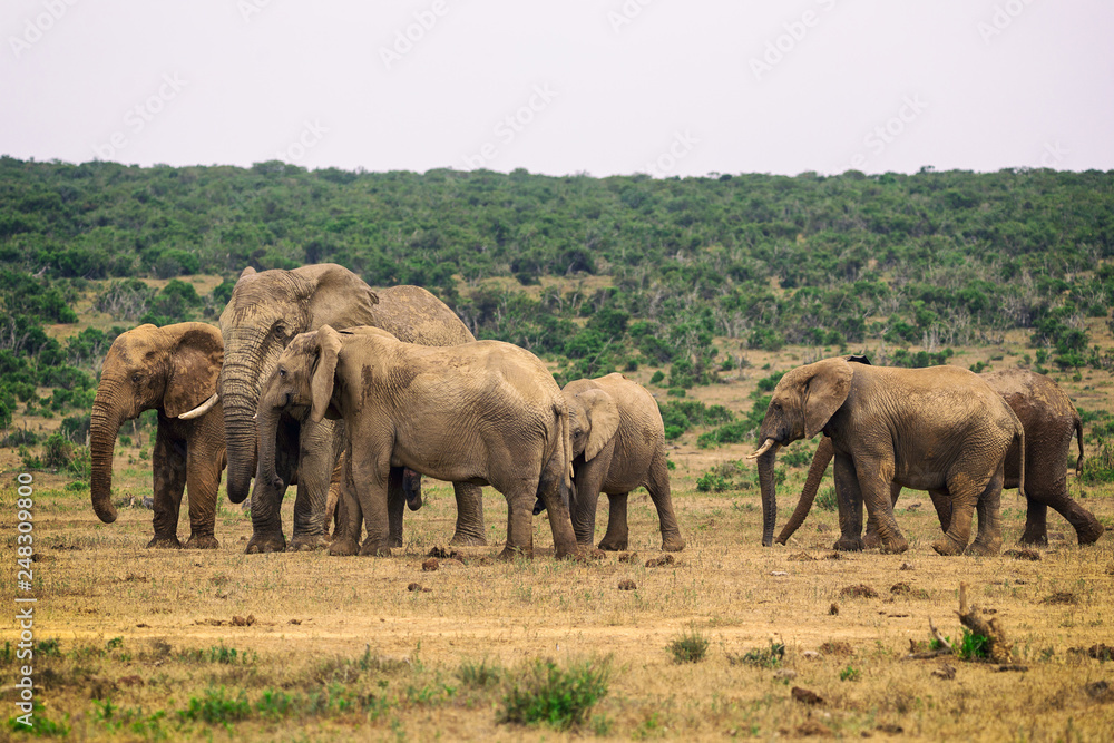 Herd of elephants in Addo National Park, South Africa Herd of elephants in Addo National Park, South Africa