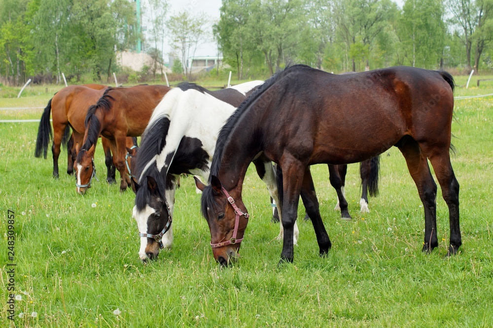 Beautiful horses on a farm. Horses in the summer in the meadow Beautiful horses on a farm. Horses in the summer in the meadow
