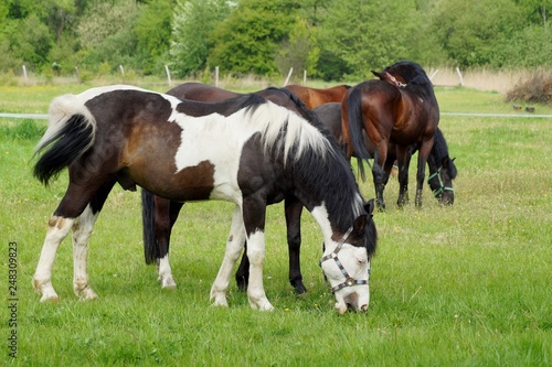 Beautiful horses on a farm. Horses in the summer in the meadow © skorpionik00