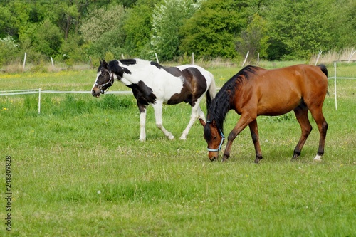 Beautiful horses on a farm. Horses in the summer in the meadow © skorpionik00