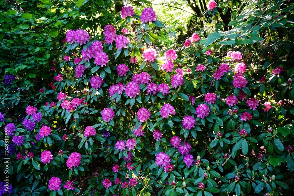Fototapeta premium Beaufort blooming azalea - rhododendron (Rhododendron) - beautiful green areas of the city