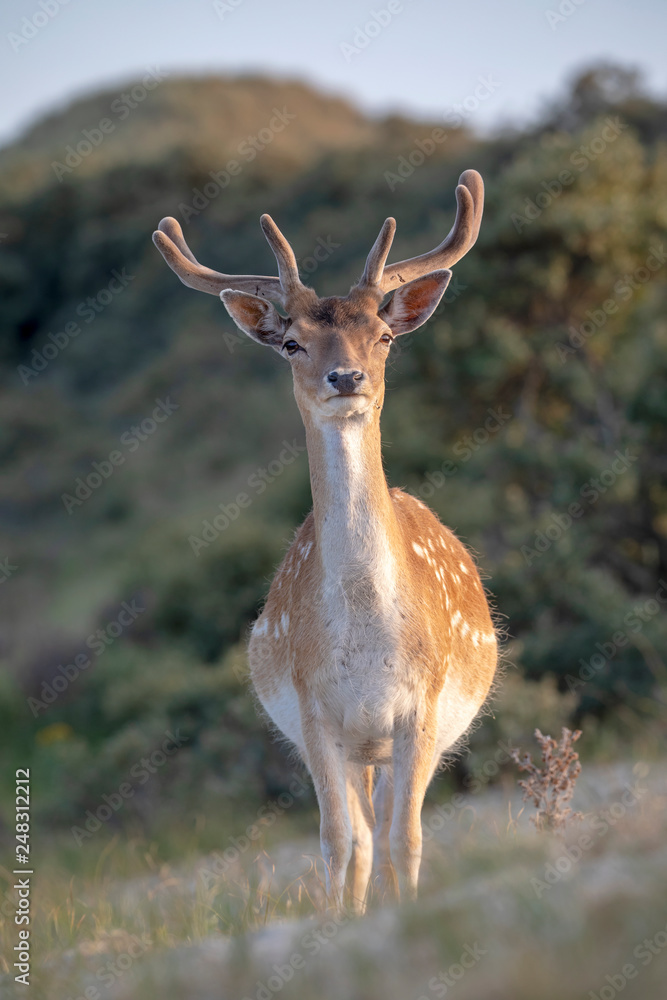Fototapeta premium beautiful brown spotted fallow deer looking at camera in wildlife