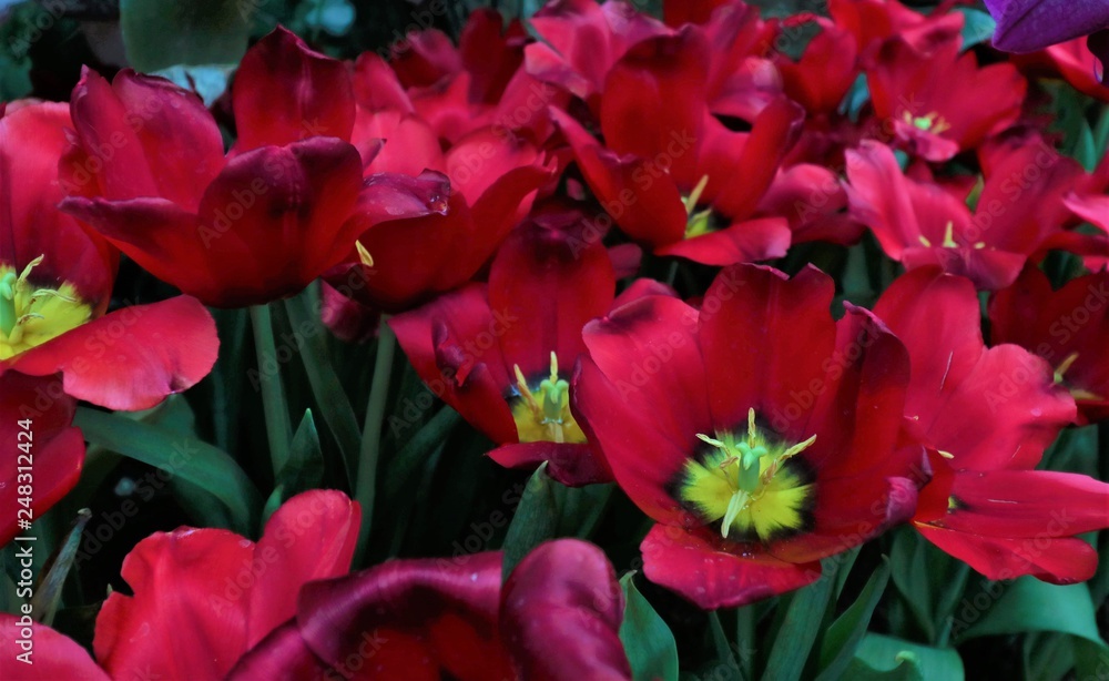 Red tulips in the garden are blooming. Red tulips in the garden are blooming.