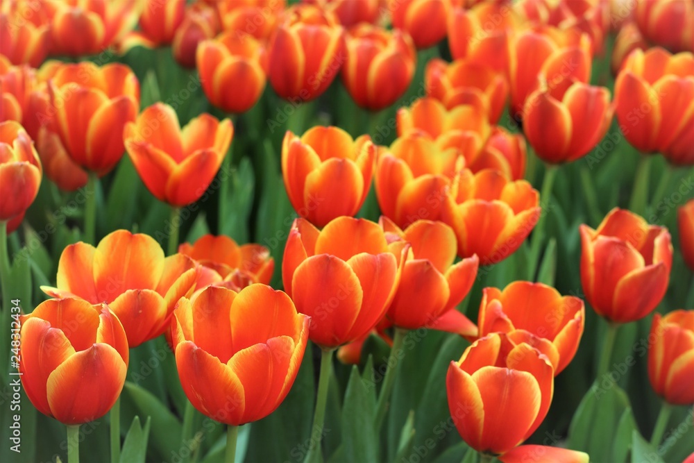 Red tulips in the garden are blooming. Red tulips in the garden are blooming.