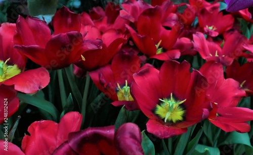 Red tulips in the garden are blooming. © ZeroSky