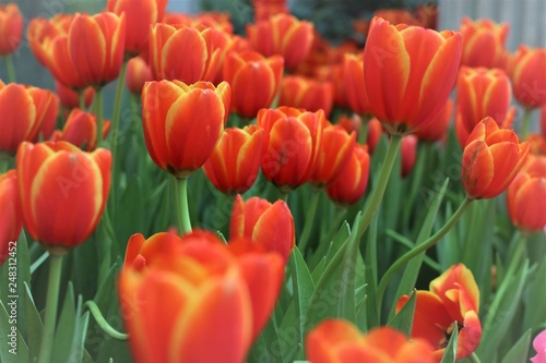 Red tulips in the garden are blooming.