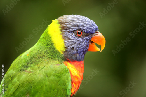 close-up view of beautiful rainbow lorikeet parrot in zoo