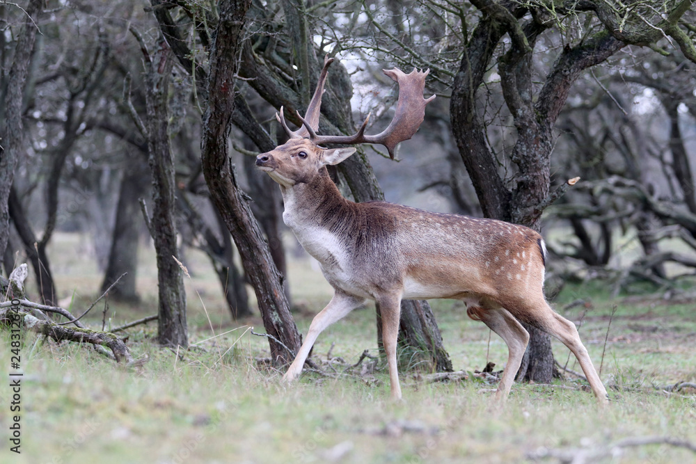 side view of horned brown spotted deer in forest