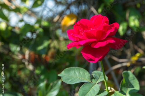 Beautiful red rose flower in the garden background Valentine love