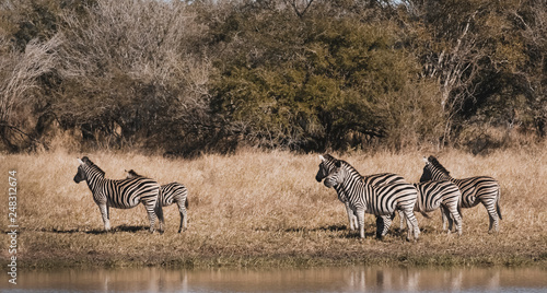 Herd of zebras in the African savannah