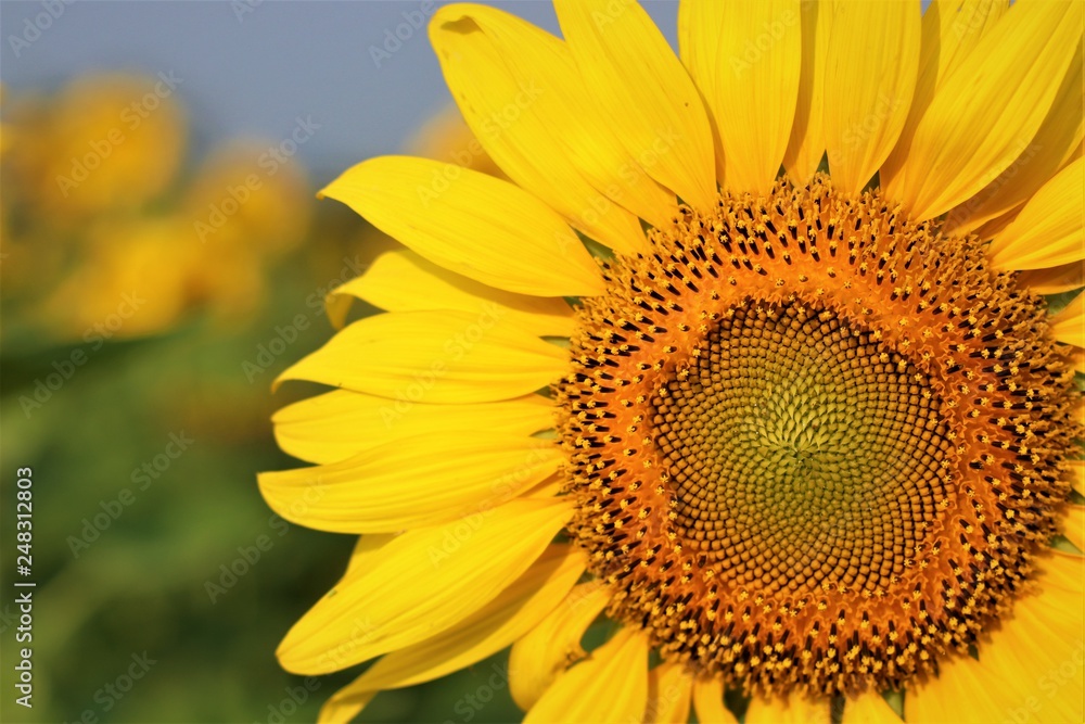 Obraz premium Sunflower in wide field.